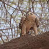  Lake Manyara, TZ